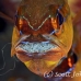 cardinalfish_goldbelly_bhr_tam_h_0290_bal6135.jpg